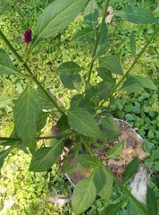 Celosia spicata