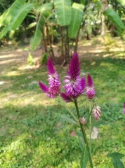 Celosia spicata