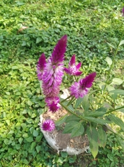 Celosia spicata