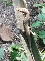 Trachylepis