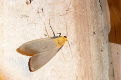 Lithosia quadra