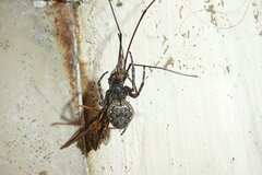 Nuctenea umbratica