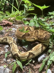 Bothrops jararaca