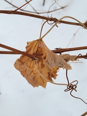 Parthenocissus quinquefolia