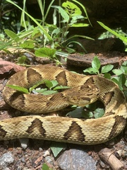 Bothrops jararaca