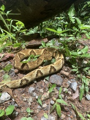 Bothrops jararaca