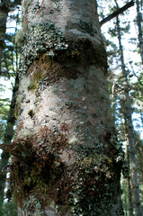 Pinus armandi mastersiana