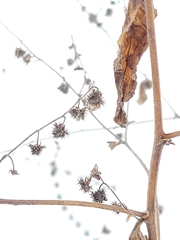 Hackelia deflexa americana