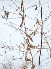 Hackelia deflexa americana