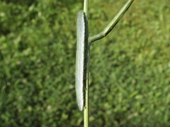 Anthocharis cardamines
