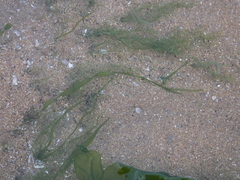 Ulvaceae