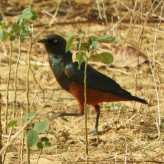 Lamprotornis pulcher