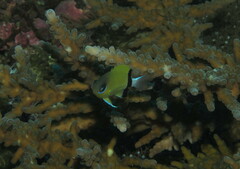 Pycnochromis retrofasciatus