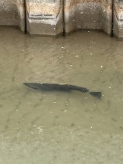 Oncorhynchus kisutch