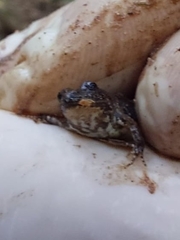 Pseudopaludicola falcipes