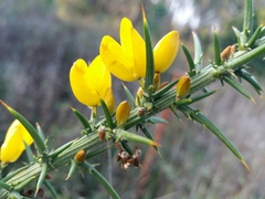 Ulex jussiaei