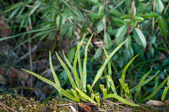 Lepisorus monilisorus