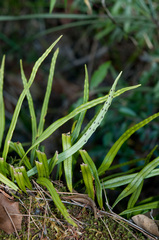 Lepisorus monilisorus