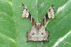 Monobolodes pernigrata