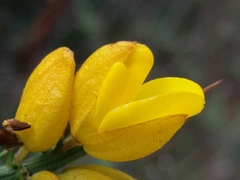 Ulex jussiaei
