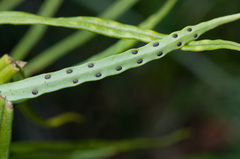 Lepisorus monilisorus