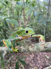 Phyllomedusa burmeisteri