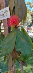 Calliandra trinervia