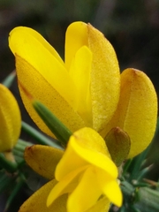 Ulex jussiaei