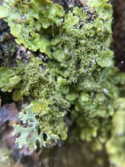 Melanelixia glabratula