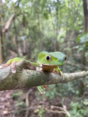Phyllomedusa burmeisteri