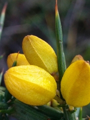 Ulex jussiaei
