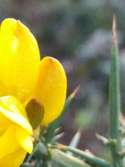 Ulex jussiaei