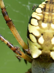 Pseudogaurax signatus