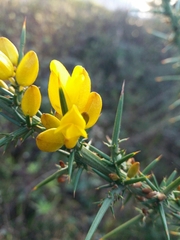 Ulex jussiaei