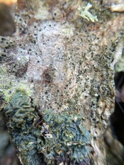 Buellia griseovirens