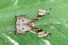 Monobolodes pernigrata