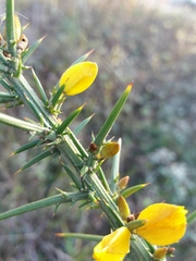 Ulex jussiaei