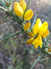Ulex jussiaei