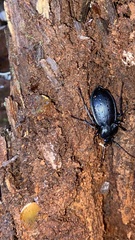 Carabus hortensis