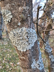 Parmelina