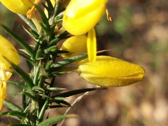 Ulex minor