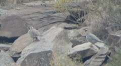 Alectoris melanocephala