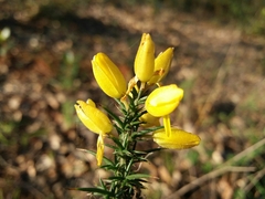 Ulex minor
