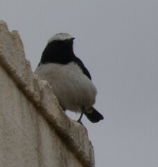 Oenanthe lugentoides