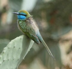 Merops cyanophrys