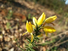 Ulex minor