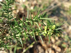 Ulex minor