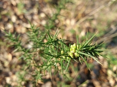 Ulex minor