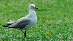 Chroicocephalus novaehollandiae novaehollandiae