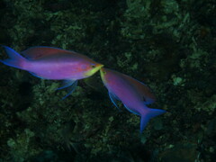 Mirolabrichthys tuka